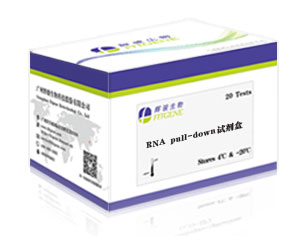 生物素RNA pull-down试剂盒