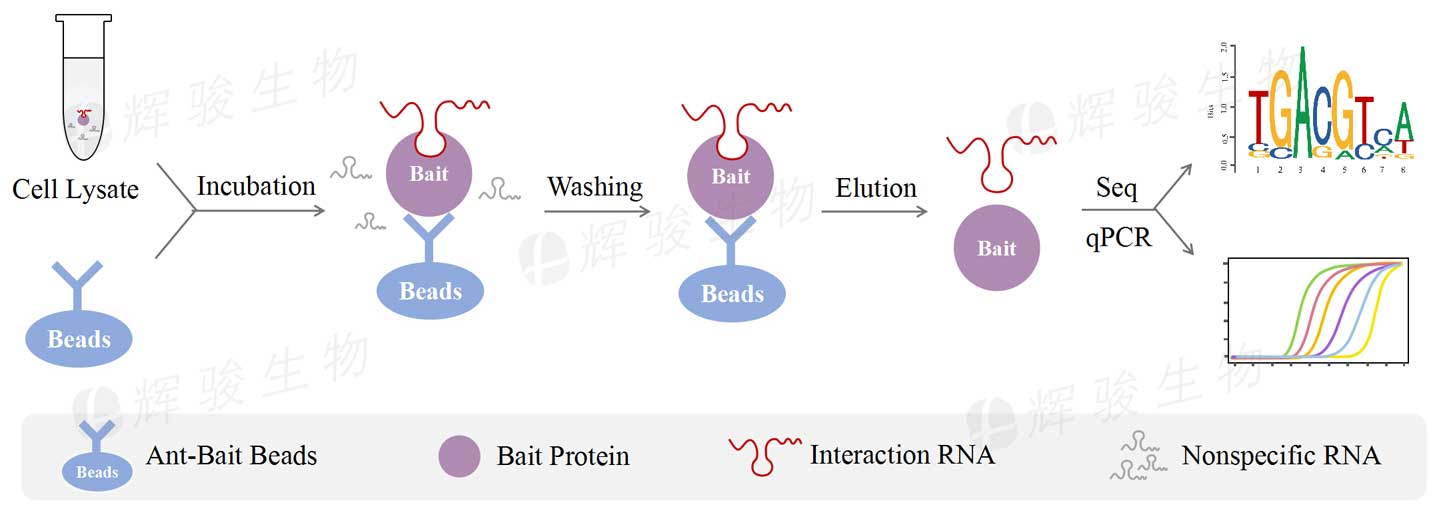 RIP实验，RNA结合蛋白免疫共沉淀，RIP-seq检测实验.jpg