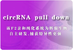 circRNA pull down