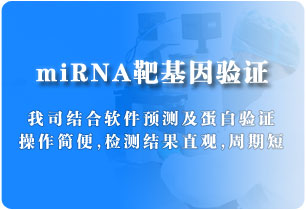 miRNA靶基因验证（双荧光素酶实验）