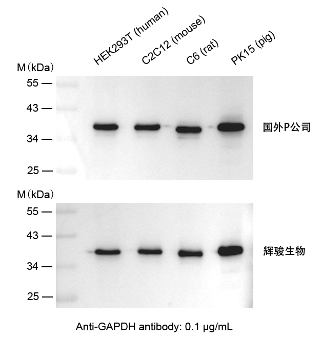 GAPDH抗体-Anti-GAPDH小鼠单抗,价格低,大量现货-辉骏生物