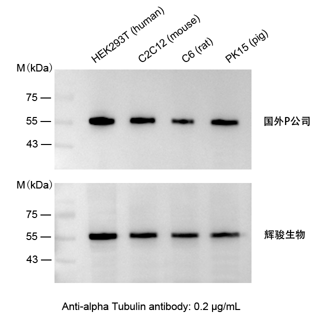 小鼠抗α-Tubulin单克隆抗体-Tublin抗体价格低,快速制备-辉骏生物