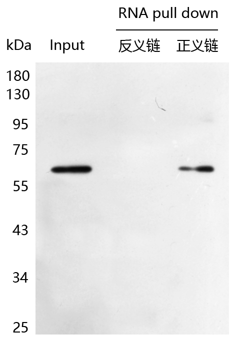 辉骏生物生物素RNA pulldown试剂盒使用案例.jpg