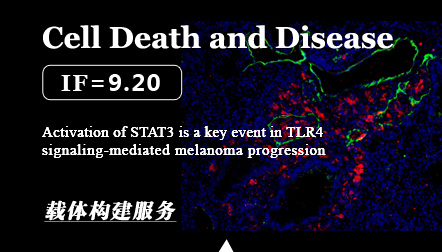 Fu X.Q. et al: Activation of STAT3 is a key event in TLR4 signaling-mediated melanoma progression