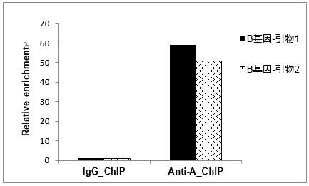 辉骏生物chip试剂盒使用案例-ChIP-qPCR结果统计图