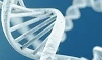 研究人员确定了参与DNA修复机制的关键因素