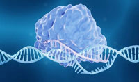 研究人员引入CRISPR介导的基因组和癌症粉碎作为治疗复发性胶质瘤的概念范例