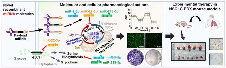 Figure 1. Three anticancer recombinant miRNAs establish a shared effect on folate one-carbon metabolism.
