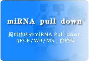 miRNA pull down