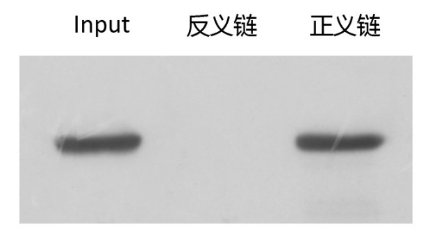 辉骏生物miRNA pull down WB检测图（阳性）.jpg
