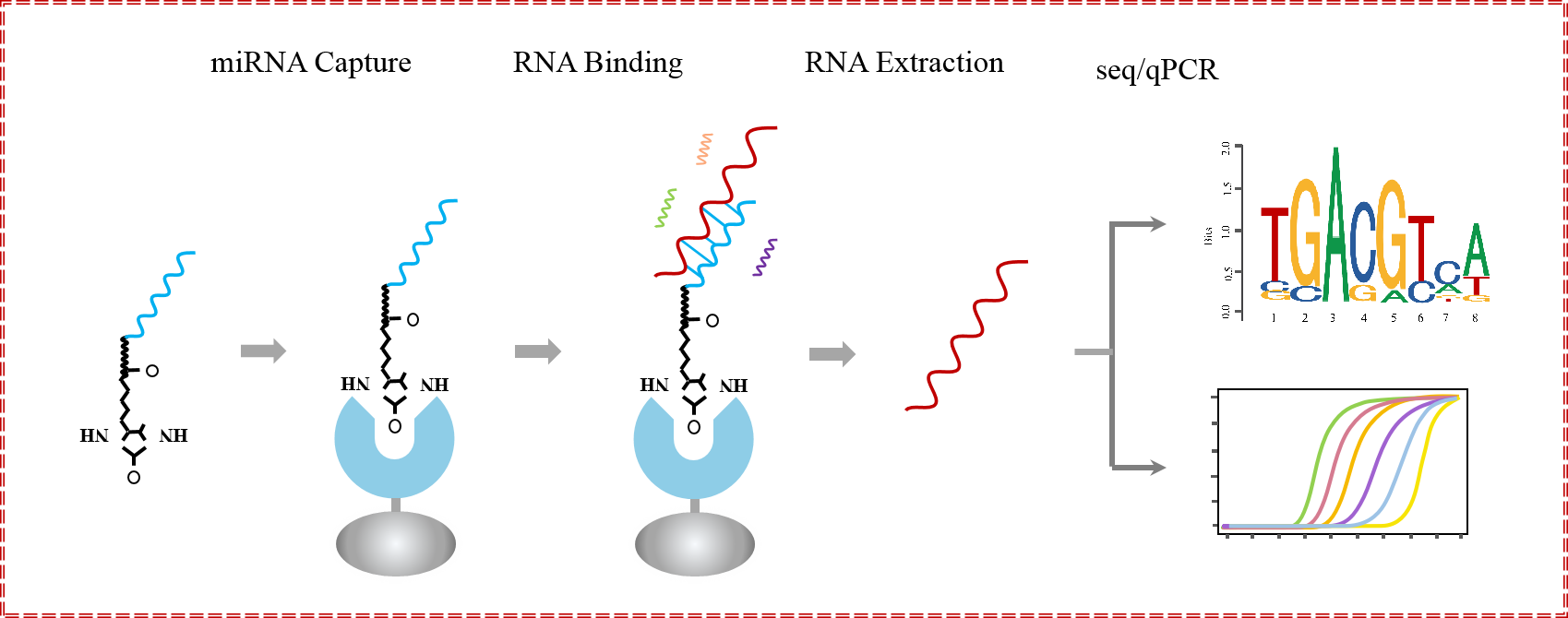 辉骏生物miRNA pull down调取结合RNA蛋白原理图