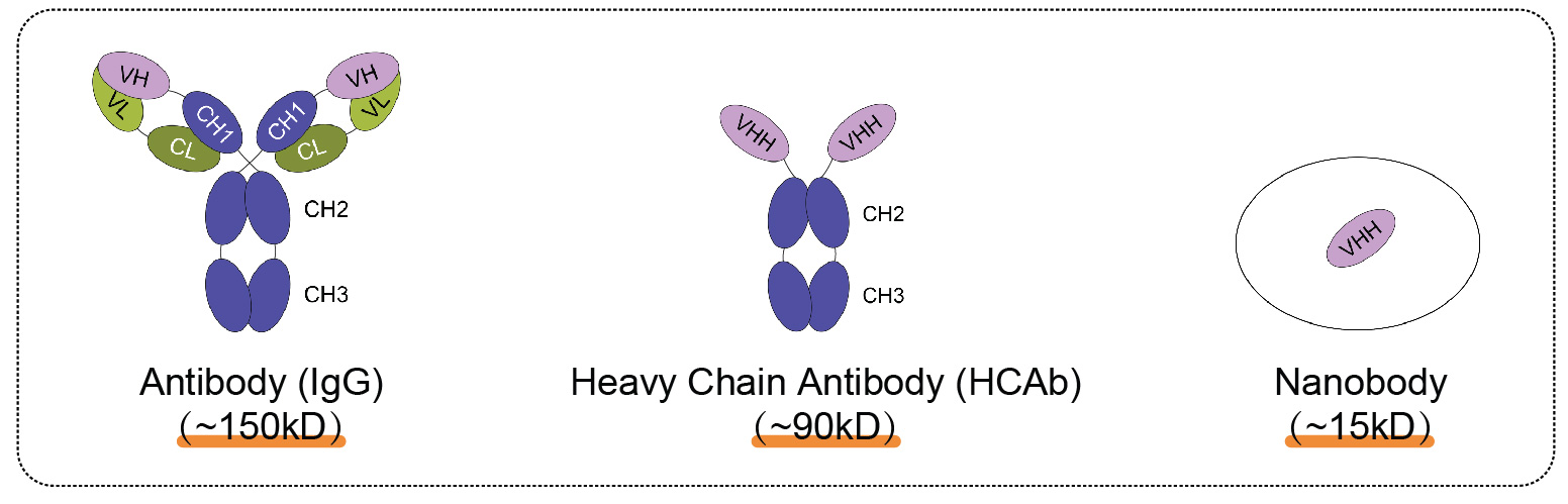 辉骏生物ChainFree®纳米抗体磁珠-无轻重链污染-高效完成COIP