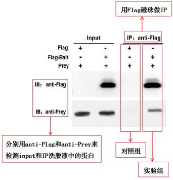 图3 标签蛋白Co-IP实验结果解析图-辉骏生物