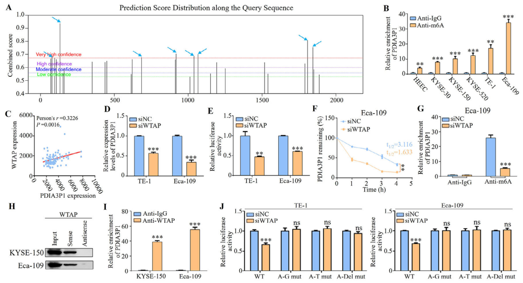 PDIA3P1稳定性增强源于IGF2BP1对WTAP介导的m6A修饰的识别 PDIA3P1稳定性增强源于IGF2BP1对WTAP介导的m6A修饰的识别