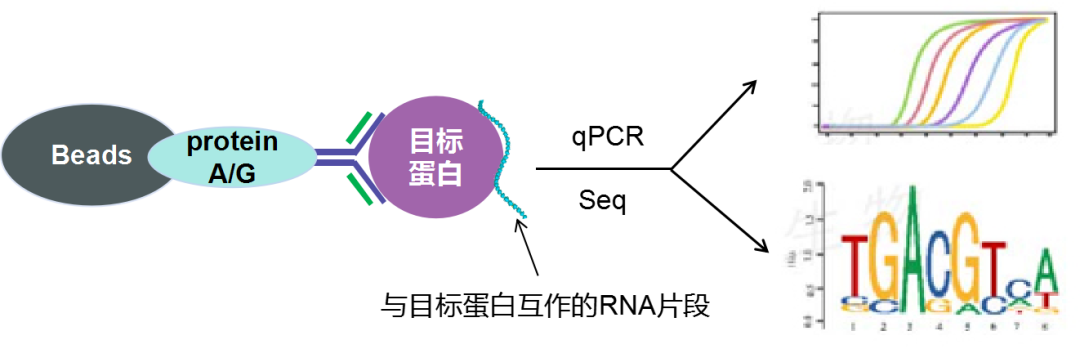 RIP实验原理-辉骏生物RIP实验到投稿