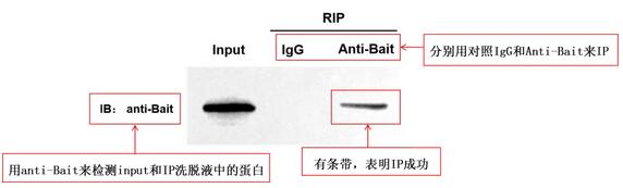 诱饵蛋白Western blot检测结果图.jpg