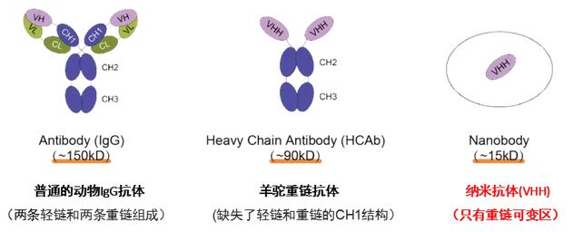 IgG抗体与纳米抗体结构示意图-辉骏生物.jpg IgG抗体与纳米抗体结构示意图-辉骏生物.jpg