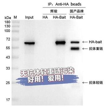 辉骏生物纳米抗体磁珠与普通抗体磁珠富集后IP结果示意图.jpg 辉骏生物纳米抗体磁珠与普通抗体磁珠富集后IP结果示意图.jpg