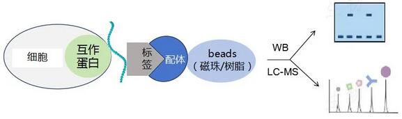 RNA pull down实验原理图-辉骏生物RNA pulldown实验价格低 RNA pull down实验原理图-辉骏生物RNA pulldown实验价格低