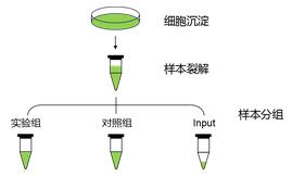 辉骏生物RNA pull down实验分组流程图 辉骏生物RNA pull down实验分组流程图