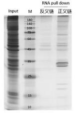 RNA pull down MS产物银染胶图 RNA pull down MS产物银染胶图
