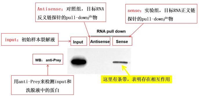 RNA pull down结果解析图-辉骏生物10年专注RNA pulldown实验服务 RNA pull down结果解析图-辉骏生物10年专注RNA pulldown实验服务