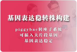 基因表达稳转株构建（转座子）