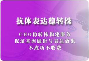 抗体表达稳转株（CHO细胞）