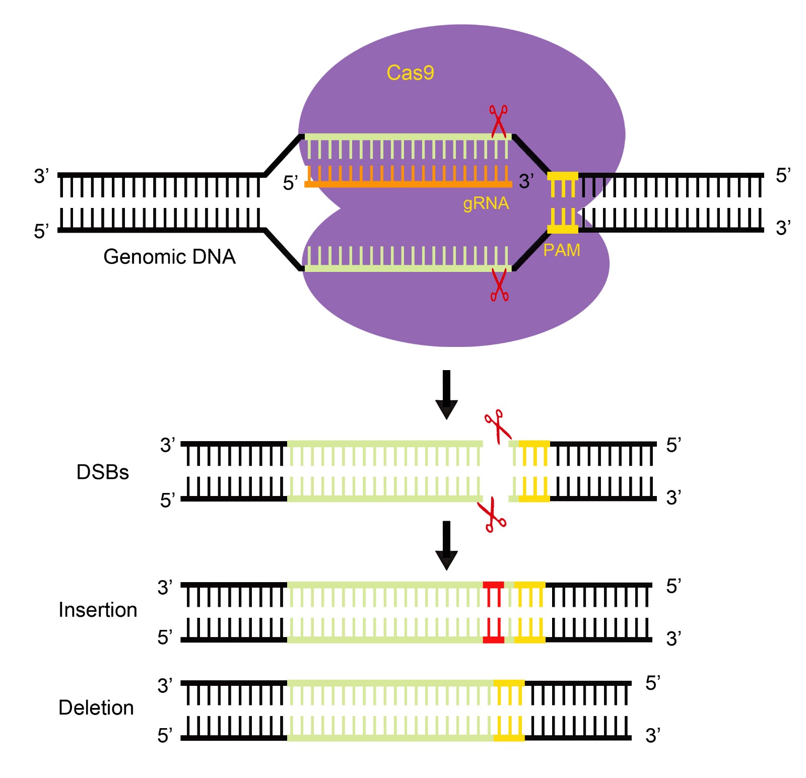 基因敲除单克隆细胞株构建技术原理-辉骏生物.jpg 基因敲除单克隆细胞株构建技术原理-辉骏生物.jpg