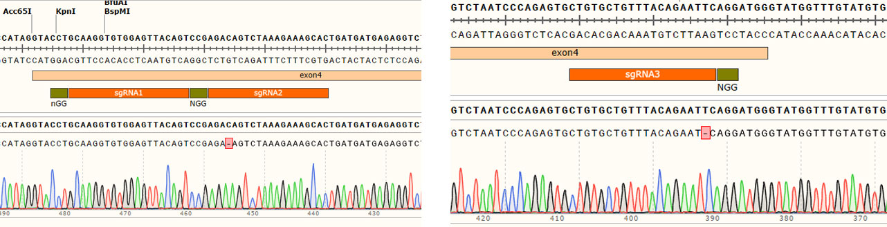 基因敲除细胞株定制-辉骏生物快至6周交付-不成功不收费.jpg 基因敲除细胞株定制-辉骏生物快至6周交付-不成功不收费.jpg