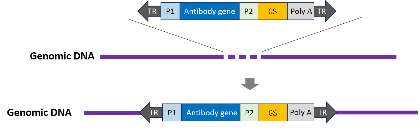 CHO稳转株构建服务-辉骏生物抗体表达稳转株-不成功不收费/6周交付.png CHO稳转株构建服务-辉骏生物抗体表达稳转株-不成功不收费/6周交付.png