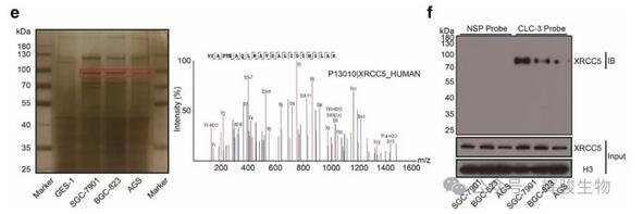 DNA pull-down MS筛选CLC-3 启动子结合的蛋白图-辉骏生物.jpg