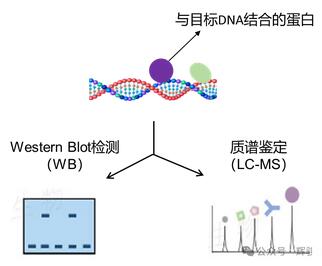 DNA pull-down实验蛋白检测图.jpg
