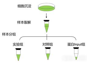 DNA pull-down实验分组图.jpg