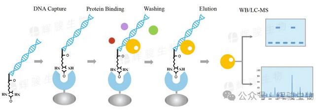 DNA pull-down技术路线图