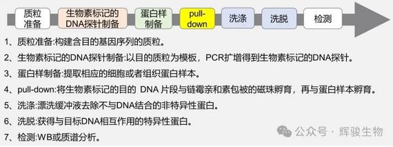 DNA pull-down实验步骤-辉骏生物.jpg