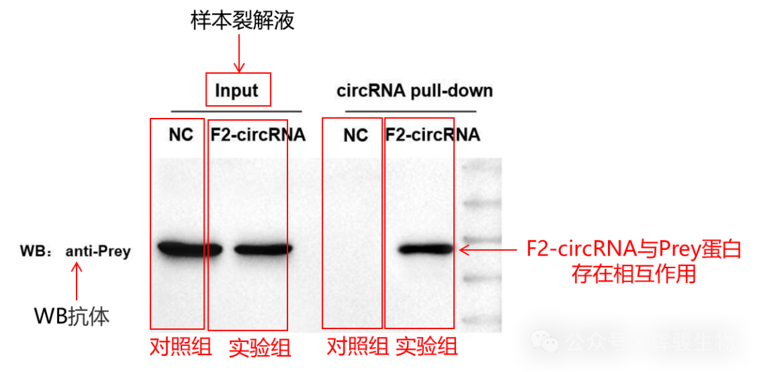 辉骏生物circRNA pull-down结果图.png