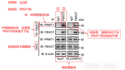 Co-IP文献解读-辉骏生物.png Co-IP文献解读-辉骏生物.png