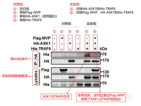 coip文献解读-辉骏生物 coip文献解读-辉骏生物