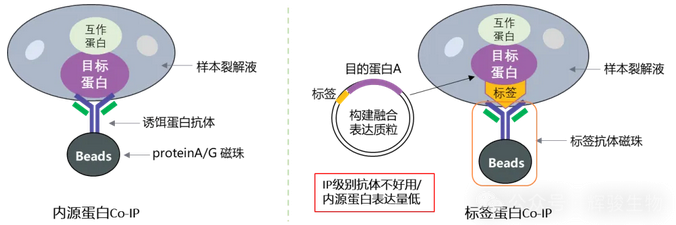 coip实验原理图-辉骏生物coip高分文献.png