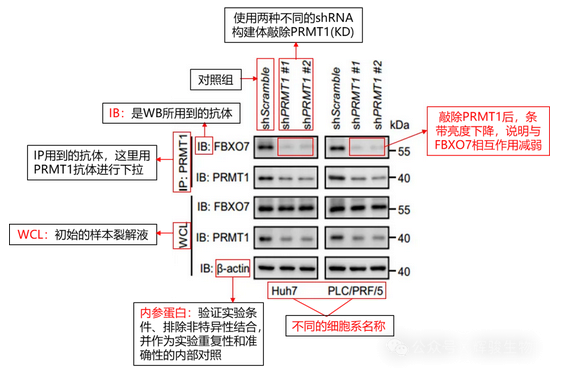 Co-IP解读Nature案例-辉骏生物coip实验服务.png