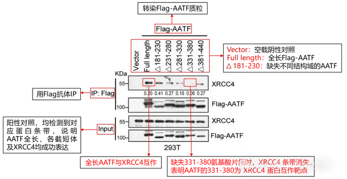 Co-IP解读Nature案例-辉骏生物coip实验价格低.png