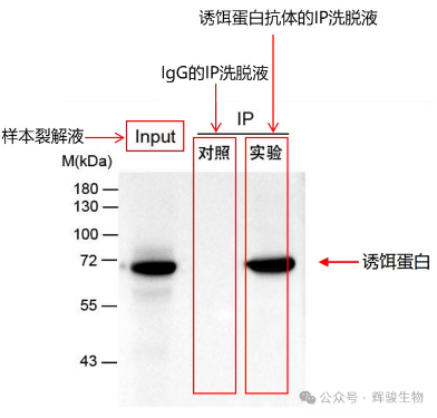辉骏生物IP-WB实验结果图.png