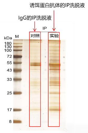辉骏生物 IP-WB实验银染胶图.png