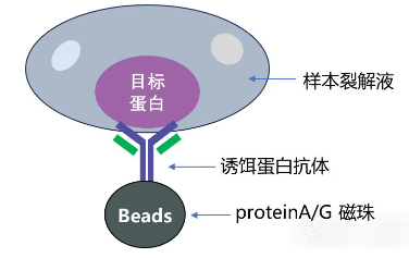IP实验原理图-辉骏生物专业提供IP实验-众多客户案例.png