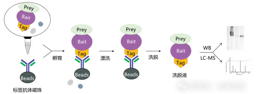 标签蛋白Co-IP实验流程图-辉骏生物标签蛋白coip服务好.png