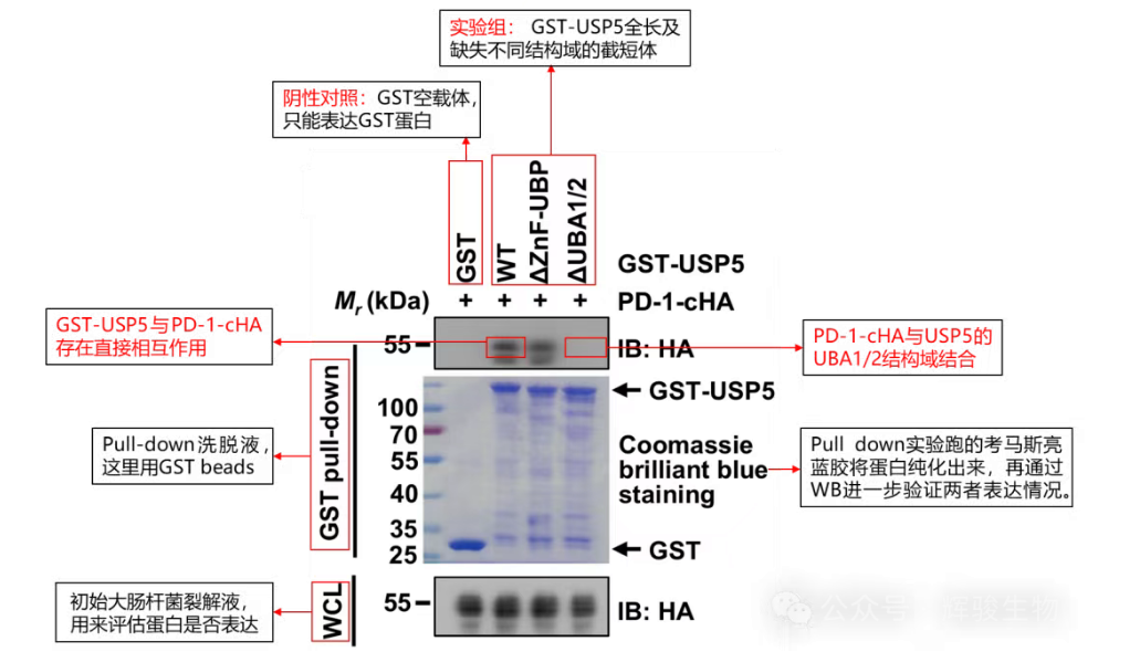 GST下拉实验文献解读-辉骏生物众多pulldown实验高分文献.png