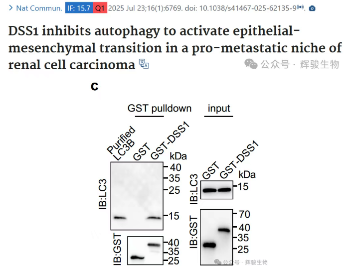 辉骏生物的GST pull-down试剂盒-辉骏生物GST pulldown客户文献.png