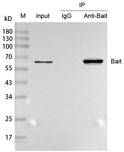 辉骏生物Anti-Mouse IgG for IP, VHH (HRP conjugated) ，IP专用纳米二抗-价格实惠/质量好.jpg