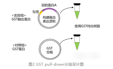 GST pull-down分组设计图-辉骏生物pull down文献.png